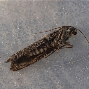 Trigonocyttara clandestina at Moruya, NSW - suppressed