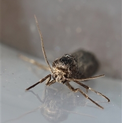 Trigonocyttara clandestina at Moruya, NSW - suppressed