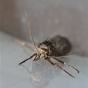 Trigonocyttara clandestina at Moruya, NSW - suppressed