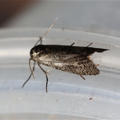 Trigonocyttara clandestina at Moruya, NSW - suppressed