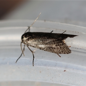 Trigonocyttara clandestina at Moruya, NSW - suppressed