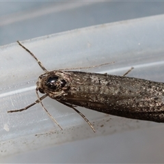 Trigonocyttara clandestina at Moruya, NSW - suppressed