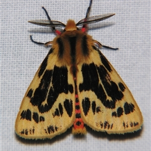 Ardices curvata at Bolivia, NSW - suppressed