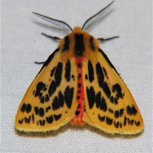 Ardices curvata at Bolivia, NSW - suppressed