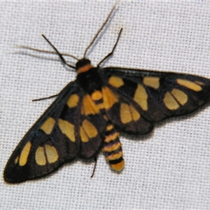 Amata (genus) at Bolivia, NSW - suppressed