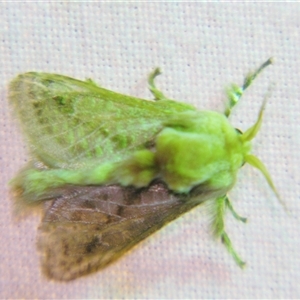 Doratifera pinguis at Bolivia, NSW - suppressed