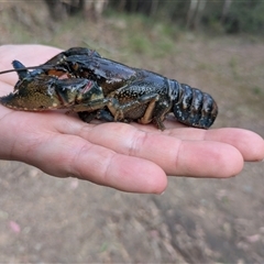 Cherax destructor at Uriarra Village, ACT - 10 Apr 2025 by EmmaCollins