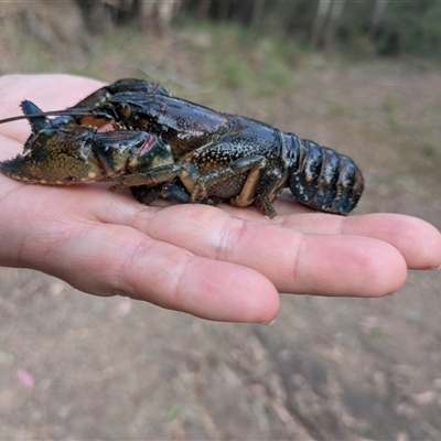 Cherax destructor at Uriarra Village, ACT - 10 Apr 2025 by EmmaCollins