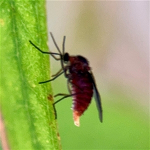 Diptera (order) at Acton, ACT - Today by Hejor1