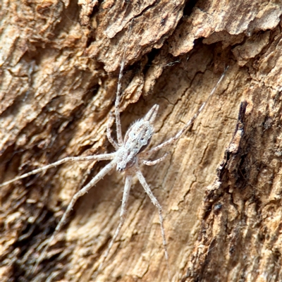 Tamopsis fickerti (Two-tailed spider) at Parkes, ACT - 10 Apr 2025 by Hejor1