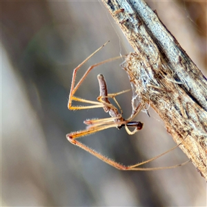 Tetragnatha sp. (genus) at Parkes, ACT - Today by Hejor1
