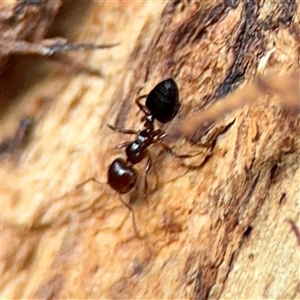 Crematogaster sp. (genus) at Parkes, ACT - Today by Hejor1
