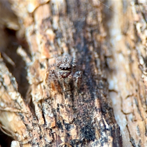 Servaea sp. (genus) at Acton, ACT - Today by Hejor1