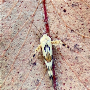 Stathmopoda (genus) at Parkes, ACT - Today by Hejor1