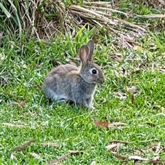Oryctolagus cuniculus at Parkes, ACT - 10 Apr 2025 by Hejor1