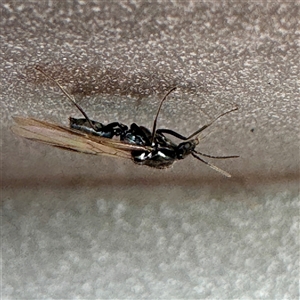Formicidae (family) at Russell, ACT - Today by Hejor1