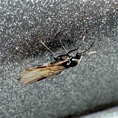 Formicidae (family) at Russell, ACT - 10 Apr 2025 03:44 PM