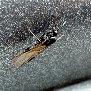 Formicidae (family) at Russell, ACT - 10 Apr 2025 03:44 PM