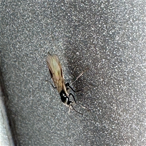 Formicidae (family) at Russell, ACT - 10 Apr 2025 03:44 PM