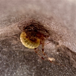 Diptera (order) at Russell, ACT - Today by Hejor1