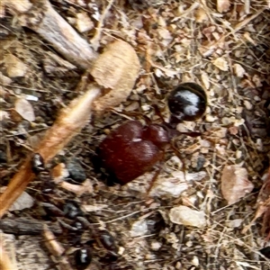 Pheidole sp. (genus) at Russell, ACT - 10 Apr 2025 03:38 PM