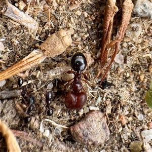Pheidole sp. (genus) at Russell, ACT - 10 Apr 2025 03:38 PM