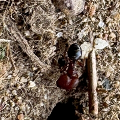 Pheidole sp. (genus) at Russell, ACT - 10 Apr 2025 03:38 PM