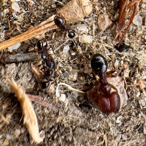 Pheidole sp. (genus) at Russell, ACT - 10 Apr 2025 03:38 PM