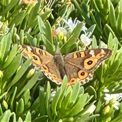 Junonia villida (Meadow Argus) at Parkes, ACT - 10 Apr 2025 by Hejor1