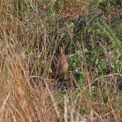 Unverified Other Birds at Garran, ACT - 4 Apr 2025 by roymcd