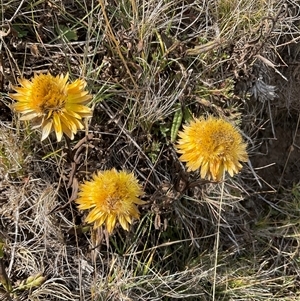 Unverified Daisy at Gooandra, NSW - Today by Jennybach