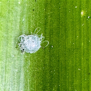Glycaspis sp. (genus) at Parkes, ACT - Today by Hejor1