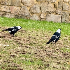 Gymnorhina tibicen (Australian Magpie) at Parkes, ACT - 10 Apr 2025 by Hejor1