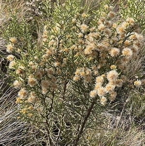 Ozothamnus cupressoides at Gooandra, NSW - 10 Apr 2025 10:54 AM