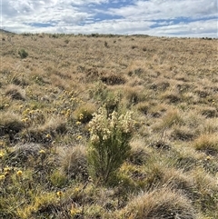 Ozothamnus cupressoides at Gooandra, NSW - 10 Apr 2025 10:54 AM