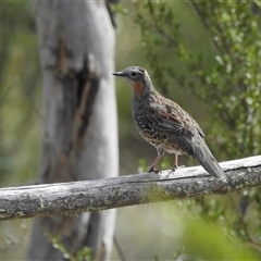 Cinclosoma punctatum (Spotted Quail-thrush) at Tinderry, NSW - 10 Apr 2025 by danswell
