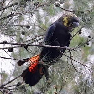 Calyptorhynchus lathami lathami at Moruya, NSW - suppressed