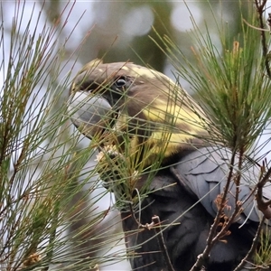 Calyptorhynchus lathami lathami at Moruya, NSW - suppressed