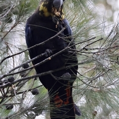 Calyptorhynchus lathami lathami at Moruya, NSW - suppressed