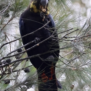Calyptorhynchus lathami lathami at Moruya, NSW - suppressed