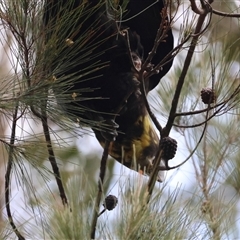 Calyptorhynchus lathami lathami at Moruya, NSW - suppressed