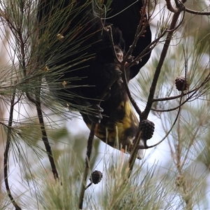 Calyptorhynchus lathami lathami at Moruya, NSW - suppressed