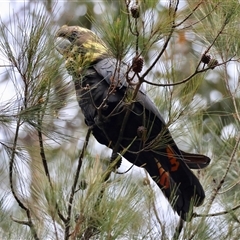 Calyptorhynchus lathami lathami at Moruya, NSW - suppressed