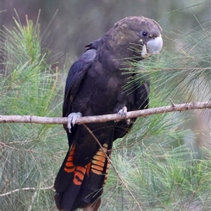 Calyptorhynchus lathami lathami at Moruya, NSW - suppressed