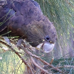 Calyptorhynchus lathami lathami at Moruya, NSW - suppressed