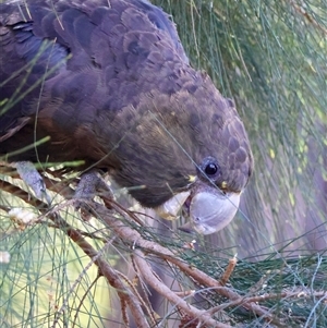 Calyptorhynchus lathami lathami at Moruya, NSW - suppressed