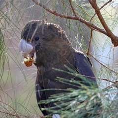 Calyptorhynchus lathami lathami at Moruya, NSW - suppressed