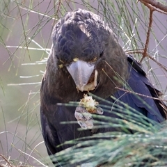 Calyptorhynchus lathami lathami at Moruya, NSW - suppressed