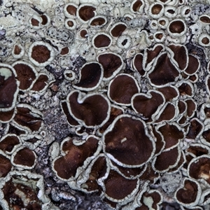 Unverified Lichen at Cook, ACT - Yesterday by kasiaaus