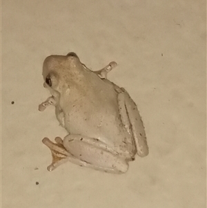 Litoria peronii at Pambula, NSW - 10 Apr 2025 11:15 PM